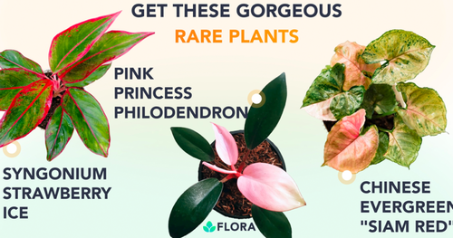 Flora – Summer Rare Plant Giveaway