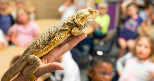 Teachers – Apply for The Pets in the Classroom Grant Program